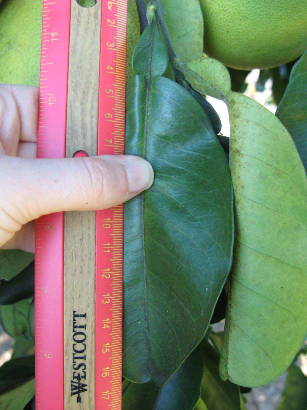              Unifoliolate leaf (Winter Haven, FL)       